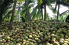Coconut farmers greatly pained by low prices